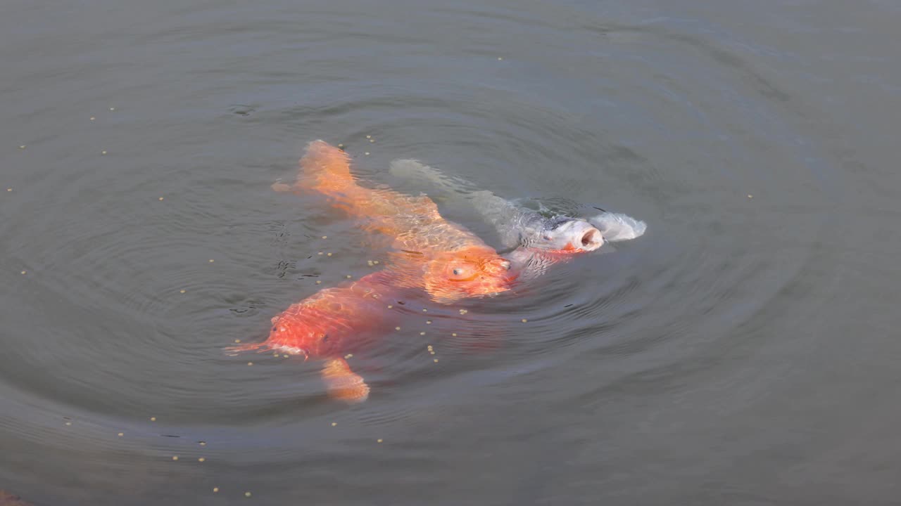 锦鲤在池塘里游泳视频素材