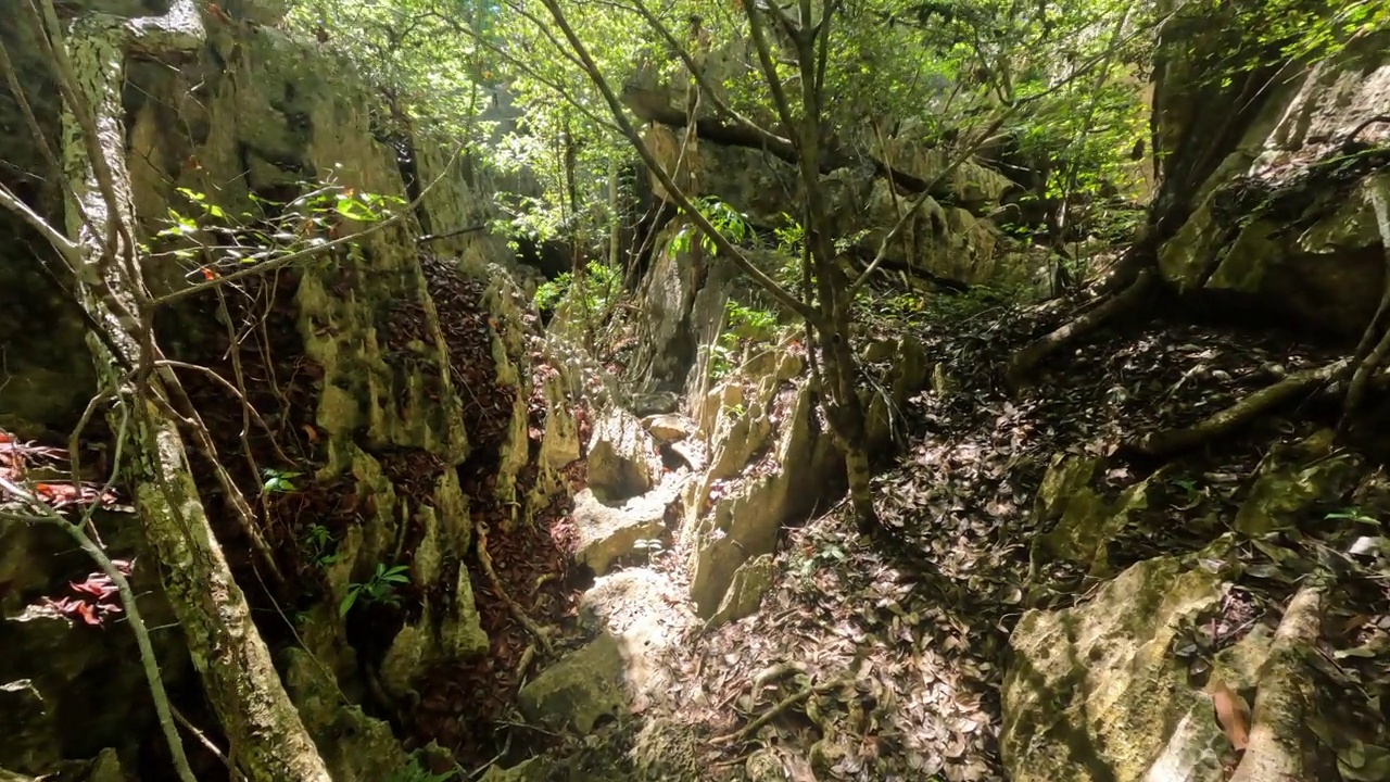 徒步旅行的小青岛德贝马拉哈，严格的自然保护区位于马达加斯加西海岸附近。具有独特地理位置的联合国教科文组织世界遗产。马达加斯加荒野景观视频素材