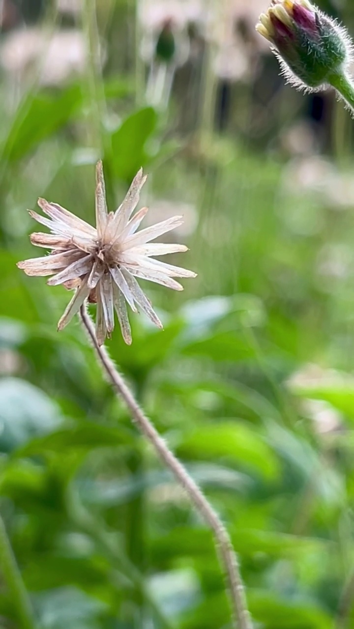 白色的雏菊正在凋谢，花瓣落在地上视频下载