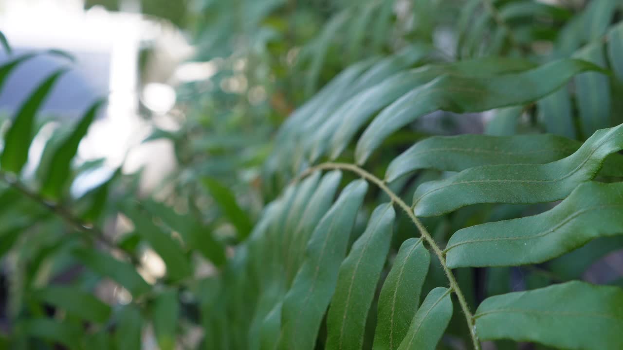 夏季蕨类植物随风移动的特写视频素材