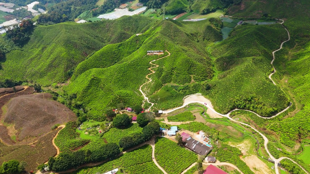 金马仑高原上宽敞的绿茶种植园，许多游客来这里观赏和喝茶。视频素材