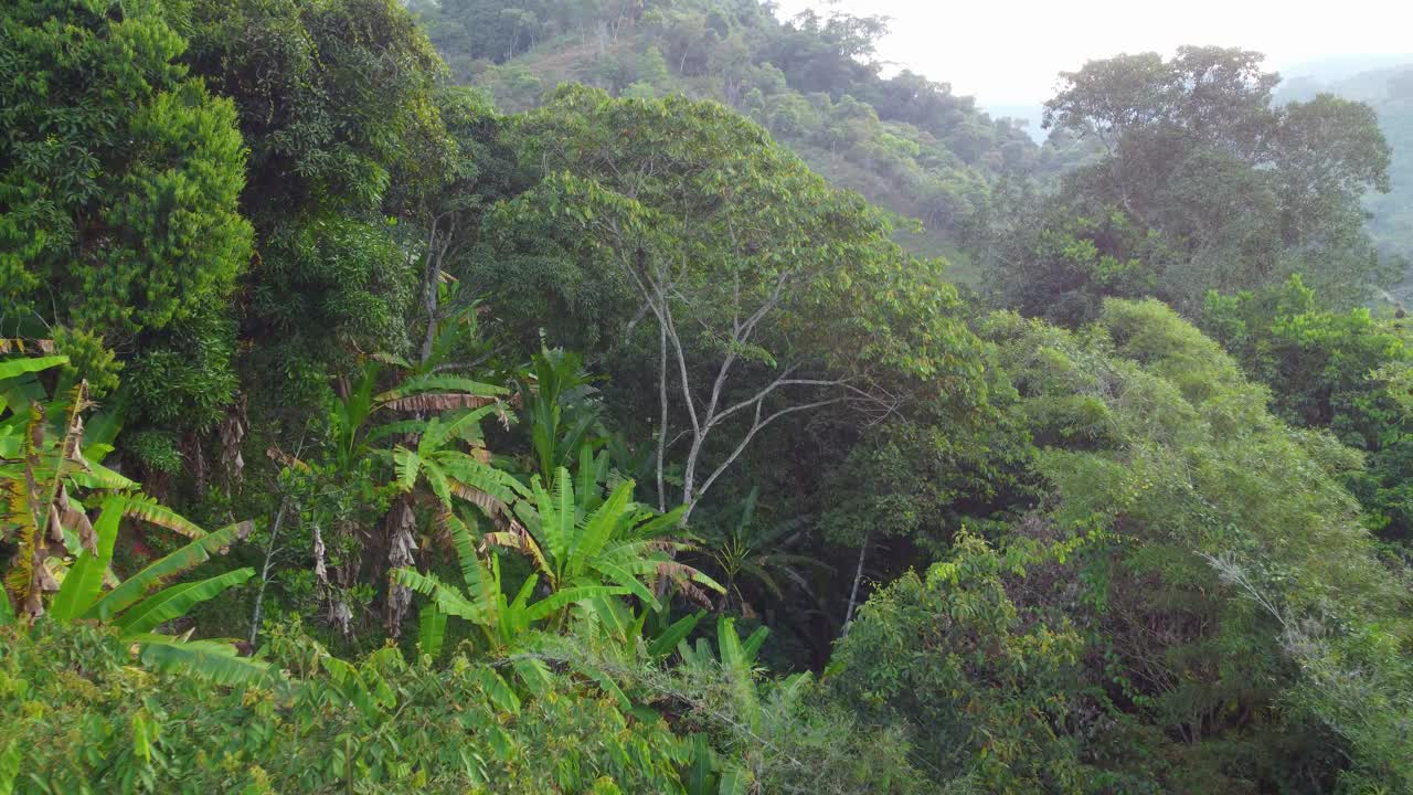 热带雨林苍翠葱郁，树冠茂密，日照充足视频素材