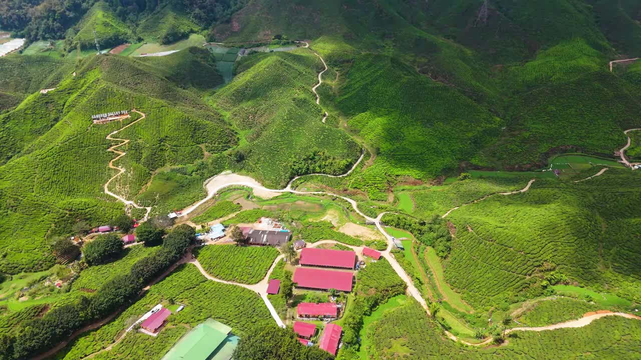 金马仑高原上宽敞的绿茶种植园，许多游客来这里观赏和喝茶。视频素材