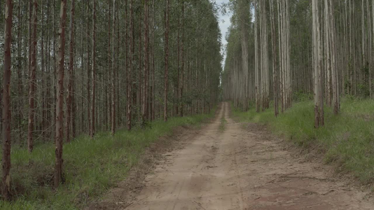 无人机在桉树种植园之间的土路上飞行视频下载