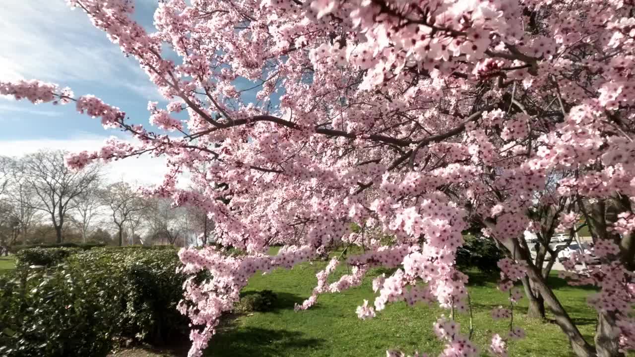 野樱花树在马德里的春天，粉红色的花朵蓝天视频素材