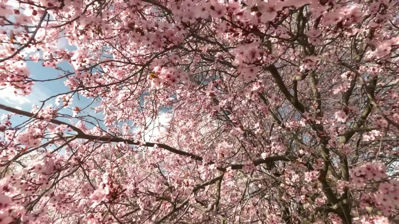 野樱花树在马德里的春天，粉红色的花朵蓝天视频素材