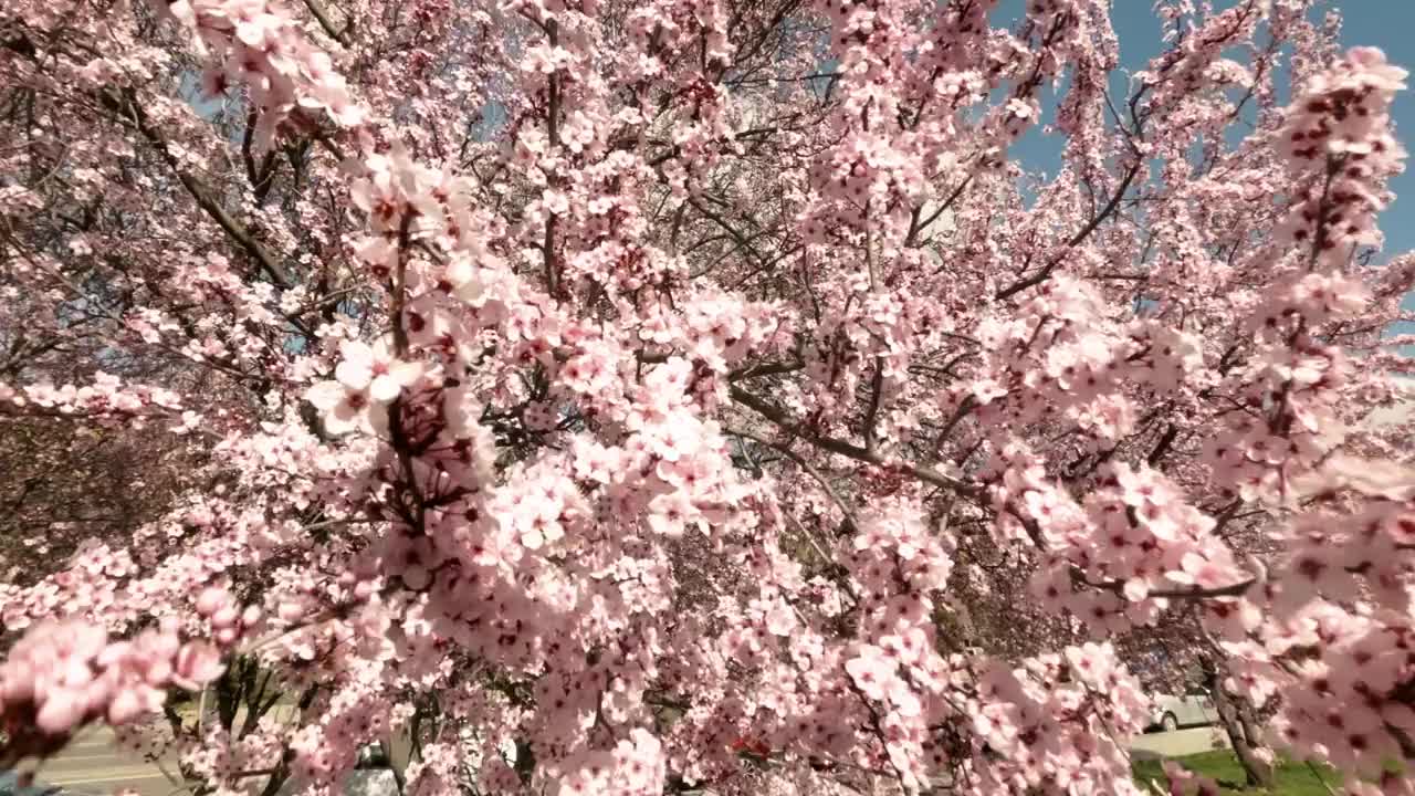 野樱花树在马德里的春天，粉红色的花朵蓝天视频下载