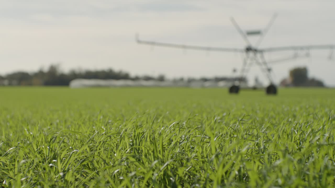 在阳光明媚的日子里，以灌溉机械为背景的草地上摇曳的青草视频素材