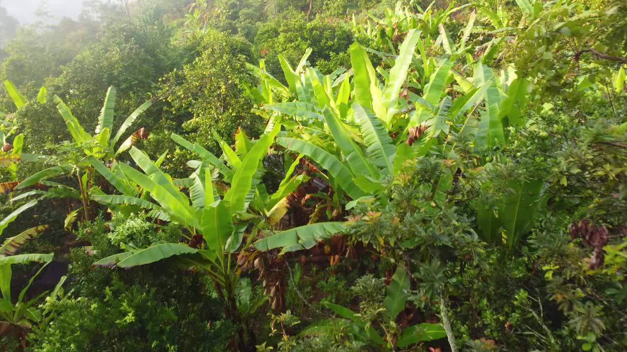 从空中看香蕉种植园。Risaralda、哥伦比亚视频素材