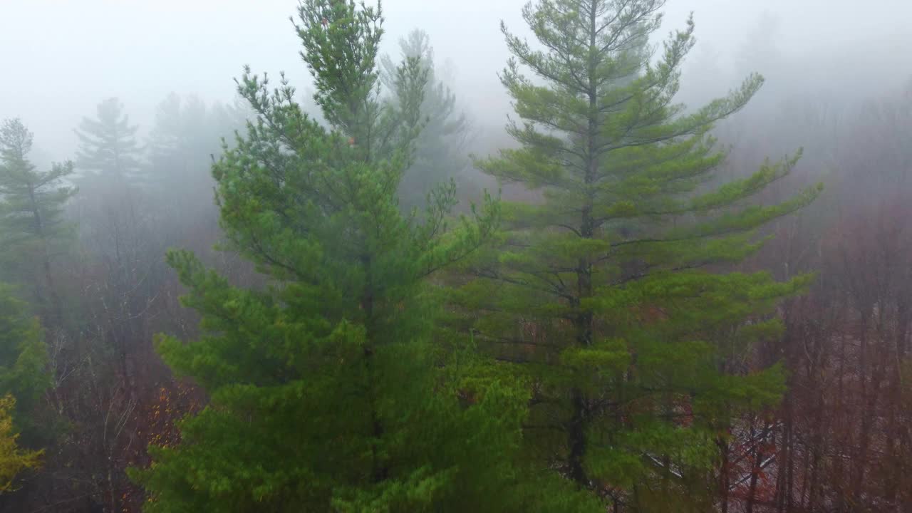 雾蒙蒙的森林景观里有松树，飞得很近视频素材