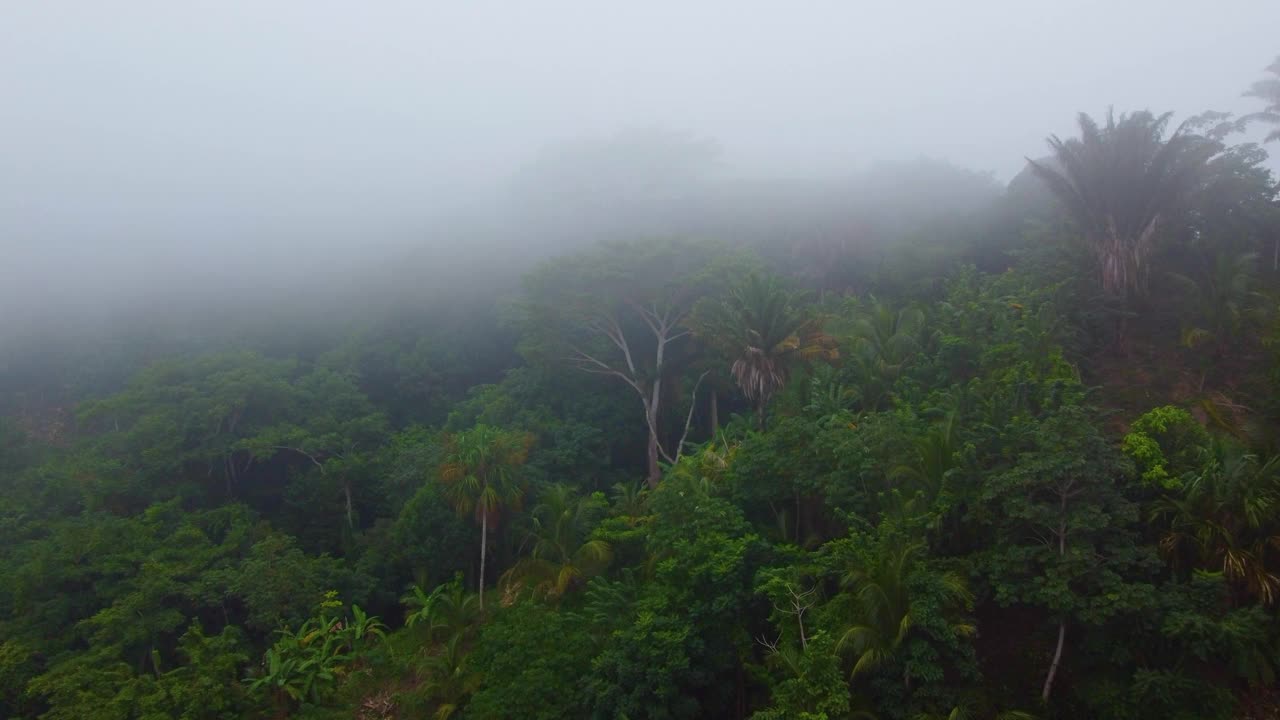 在南美洲哥伦比亚明卡的热带森林丛林中，无人机拍摄的高耸的树木。视频素材