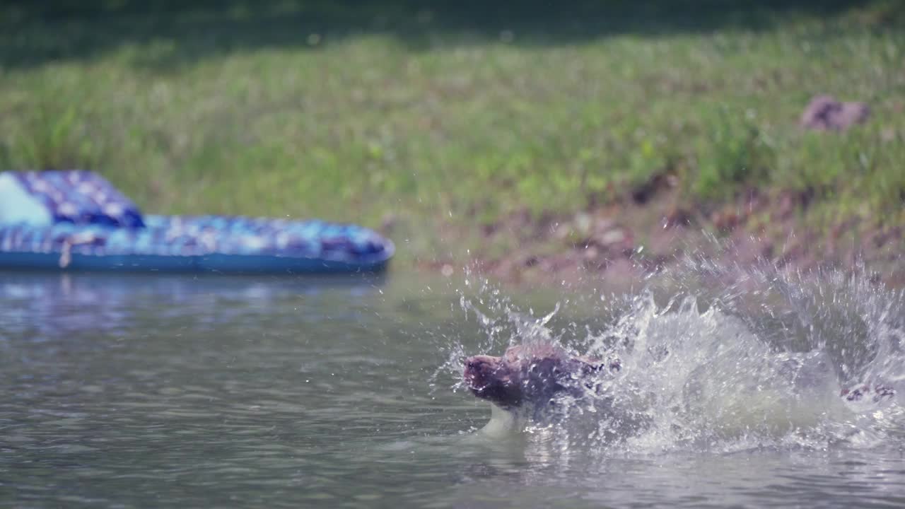 拉布拉多猎犬跳入水中游泳视频素材