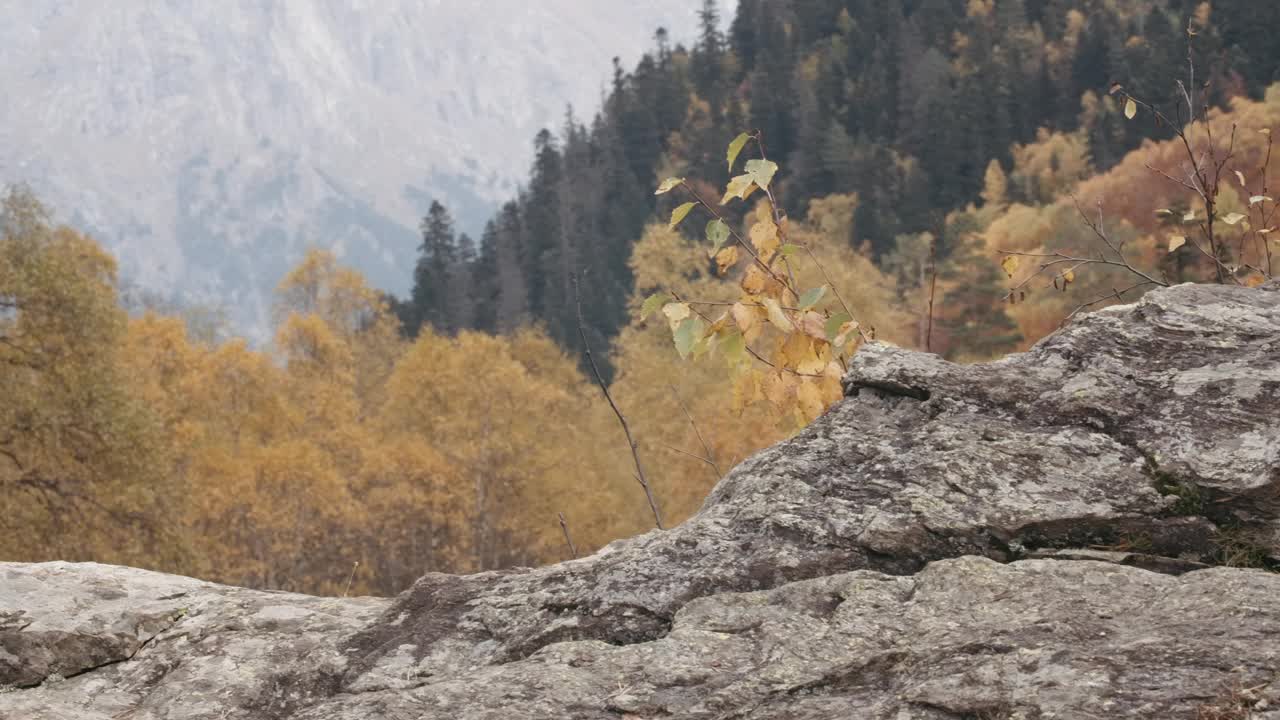 秋天的森林和高山。有创造力。明亮的秋树映衬着高山和蓝天。视频素材