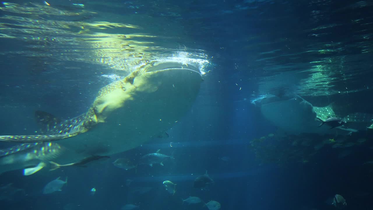 鲸鲨在水族馆里滑翔视频素材