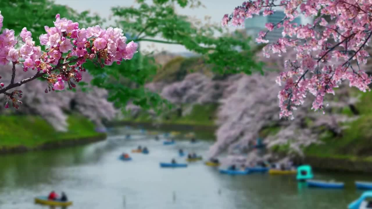 春天的景色，粉红色的宇宙花在前景和黄色的草地为背景。粉红色的宇宙在风中摇曳。粉红色的花。春天的季节到来，蝴蝶飞过宇宙。樱花阵雨。粉红色的樱花视频下载