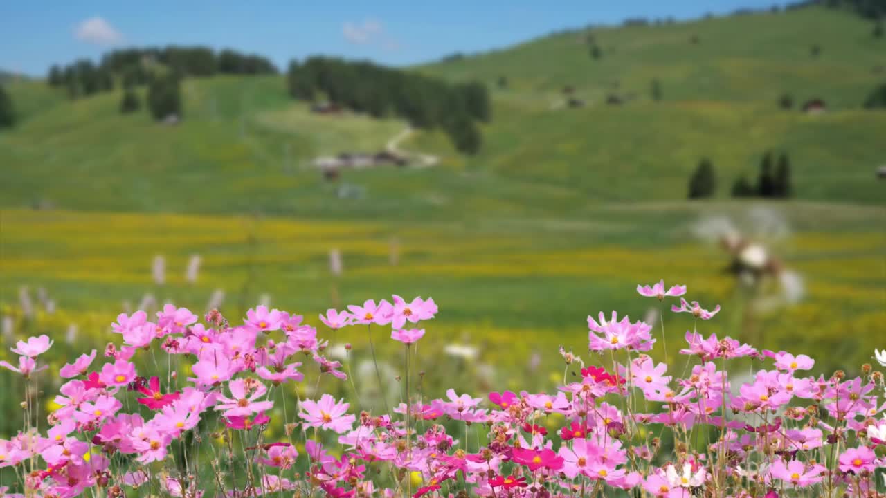 春天的景色，粉红色的宇宙花和绿色的草地为背景。粉红色的宇宙在风中摇曳。粉红色的花。春天季节的到来，蝴蝶在宇宙上空飞舞。视频下载