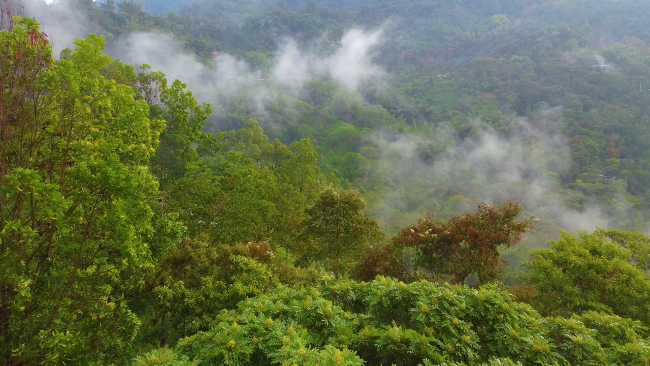 山景，雾和热带雨林的树叶。Risaralda、哥伦比亚视频素材