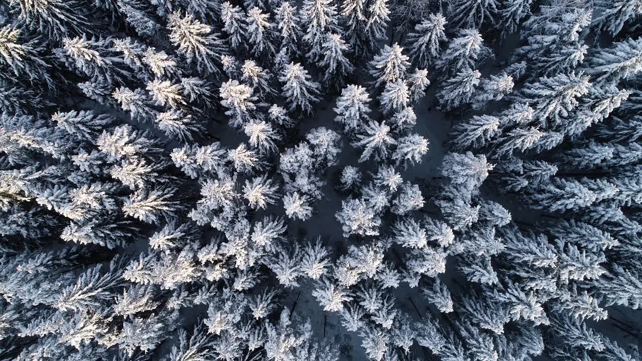 在爱沙尼亚的霜冻和多雪的云杉林中下降视频素材