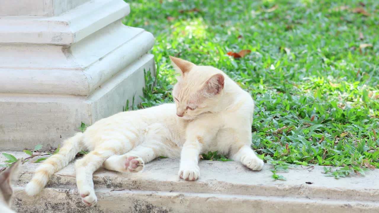 猫在户外闲逛和互动视频素材