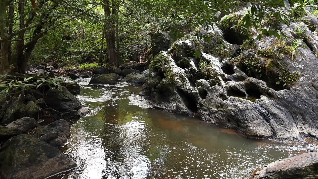 宁静的森林溪流视频素材