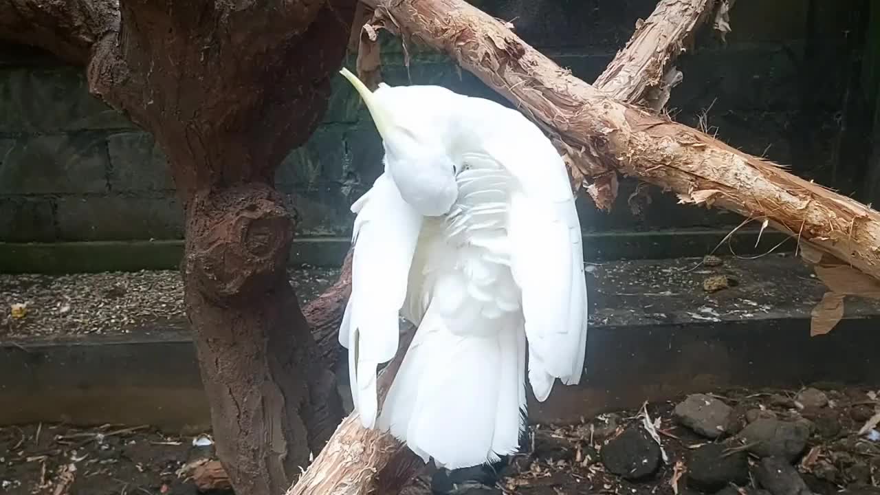 一只白鹦鹉正在清理自己的羽毛视频素材