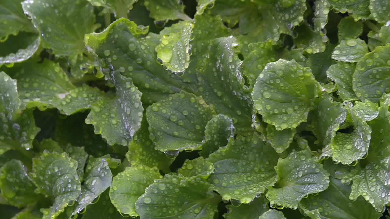 清新的绿叶在雾蒙蒙的早晨被露珠打湿。特写镜头视频素材