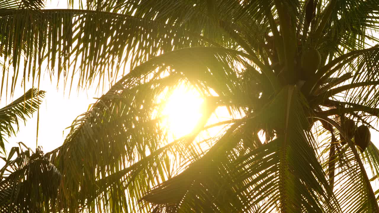 夕阳剪影棕榈树天空夏日心情。视频素材