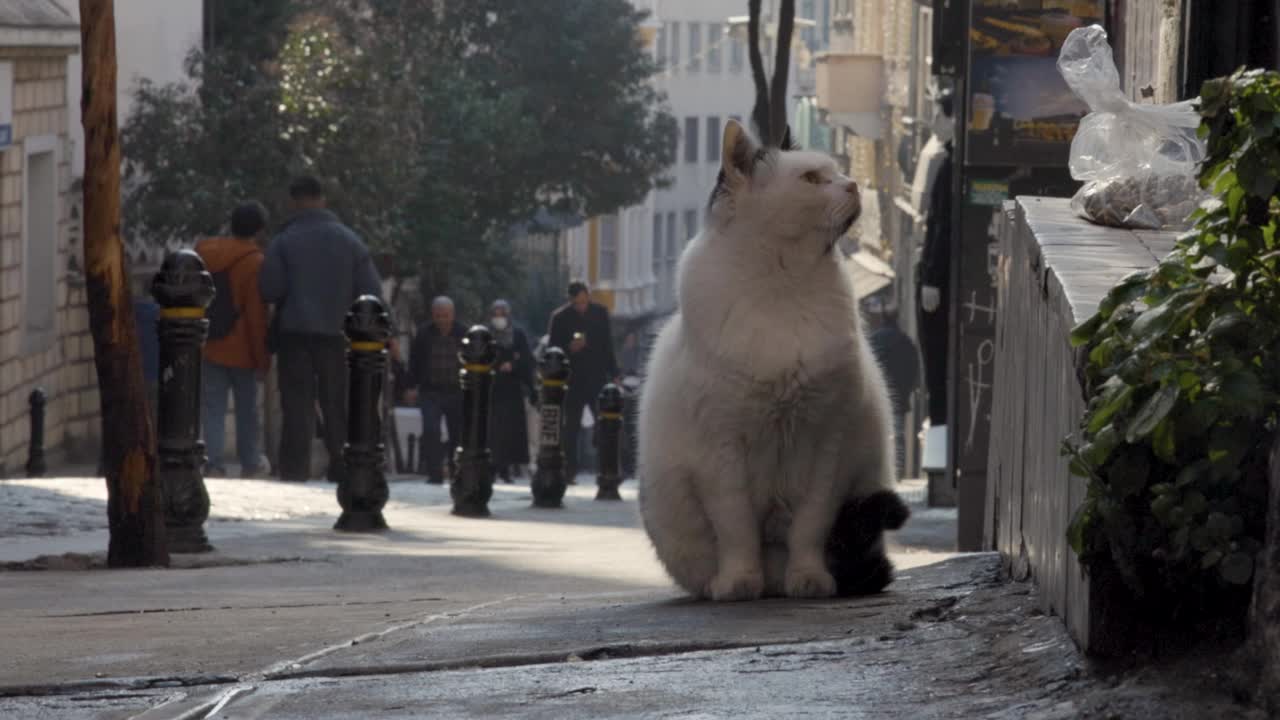 街上一只孤独的猫视频素材