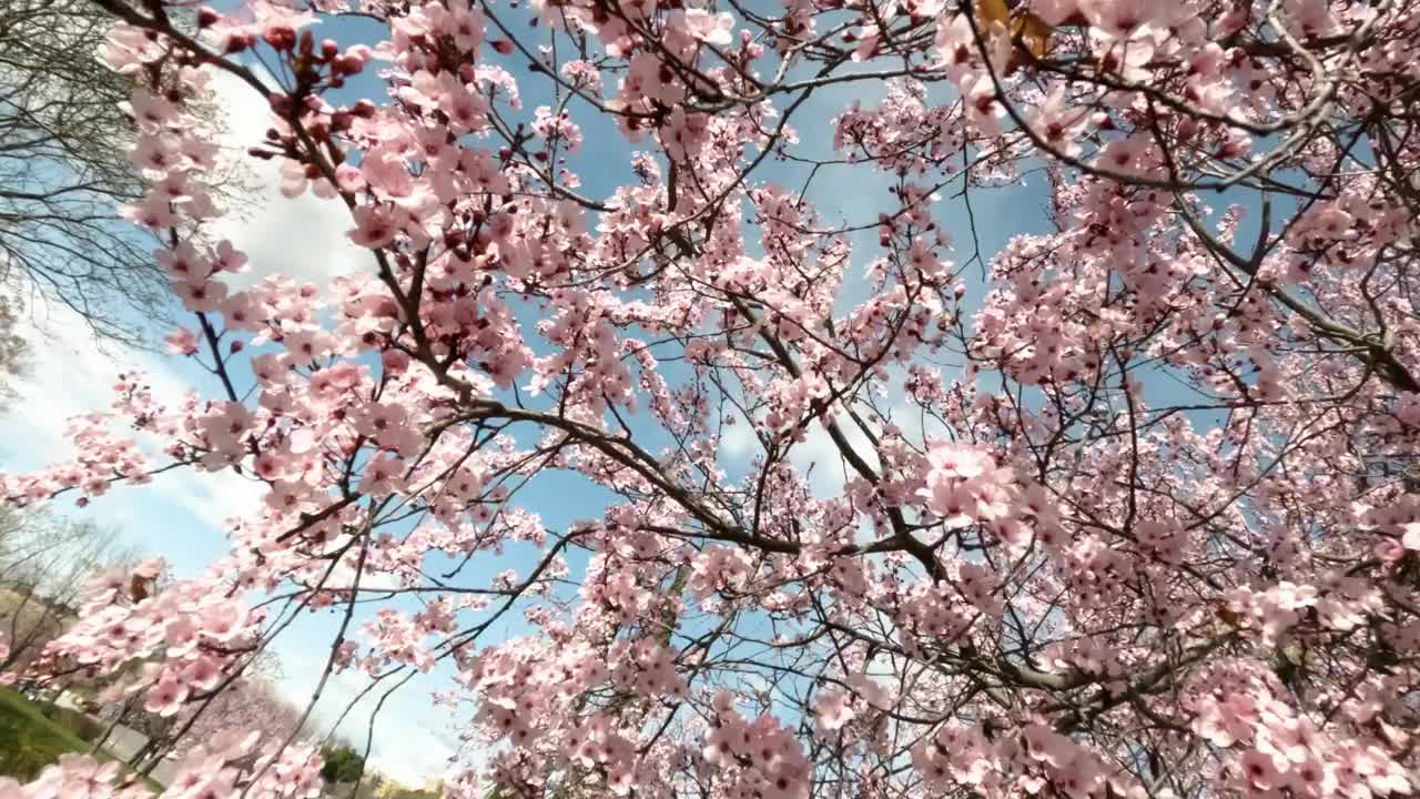 野樱花树在马德里的春天，粉红色的花朵蓝天视频下载