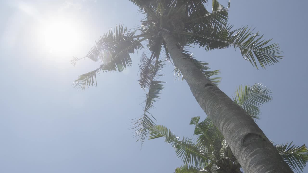 太阳高高地站在蓝天上，把阳光洒在热带棕榈树和树叶上视频素材