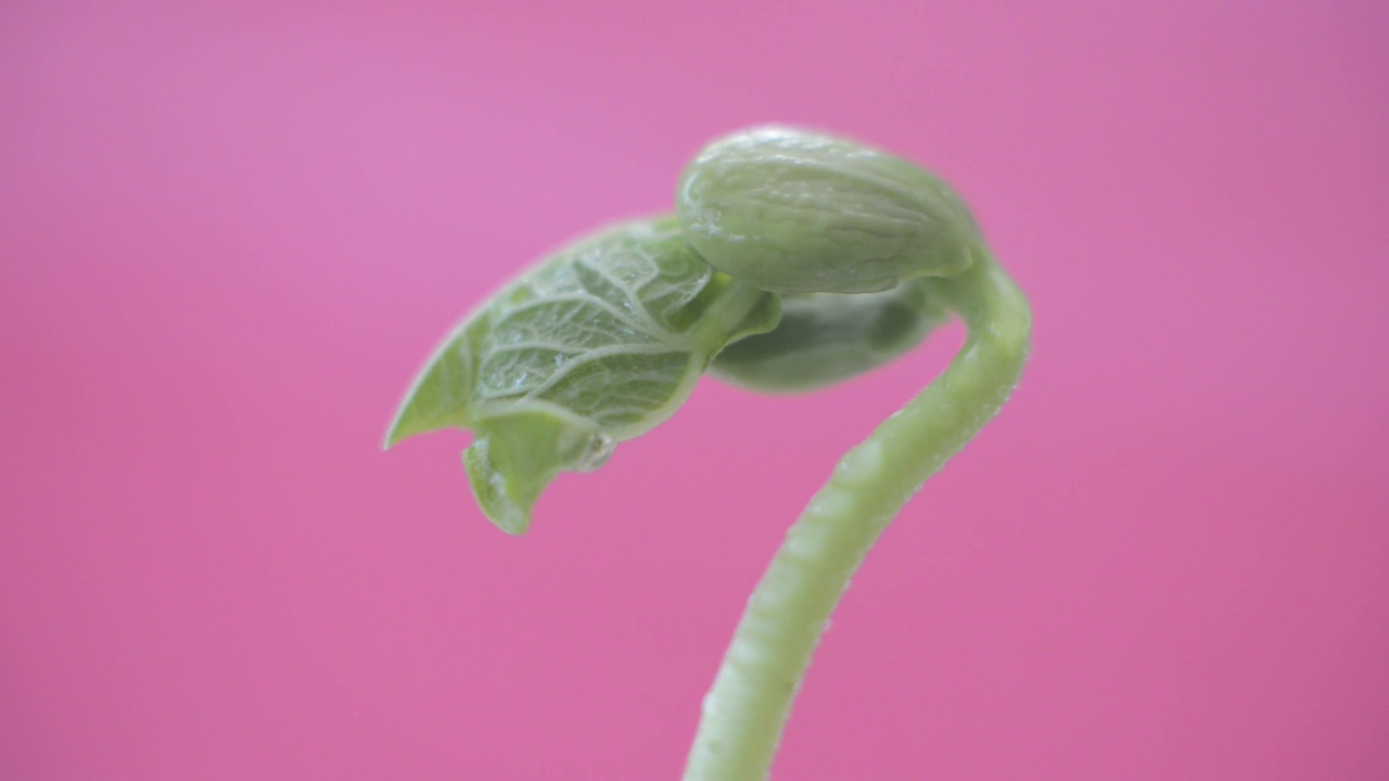 种植博罗蒂豆芽视频下载