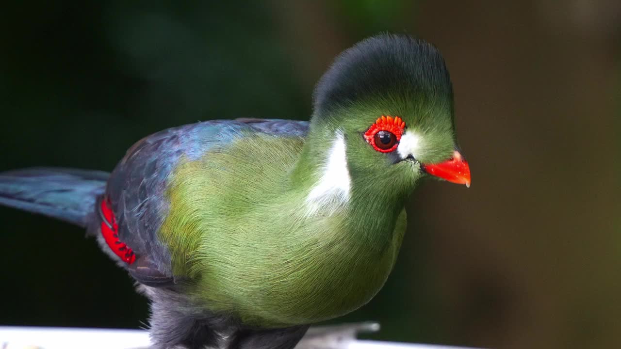 一只白颊turaco (menelikornis leucotis)的特写镜头，它有着鲜艳的羽毛，在白天吃完东西后展开翅膀飞走了。视频素材