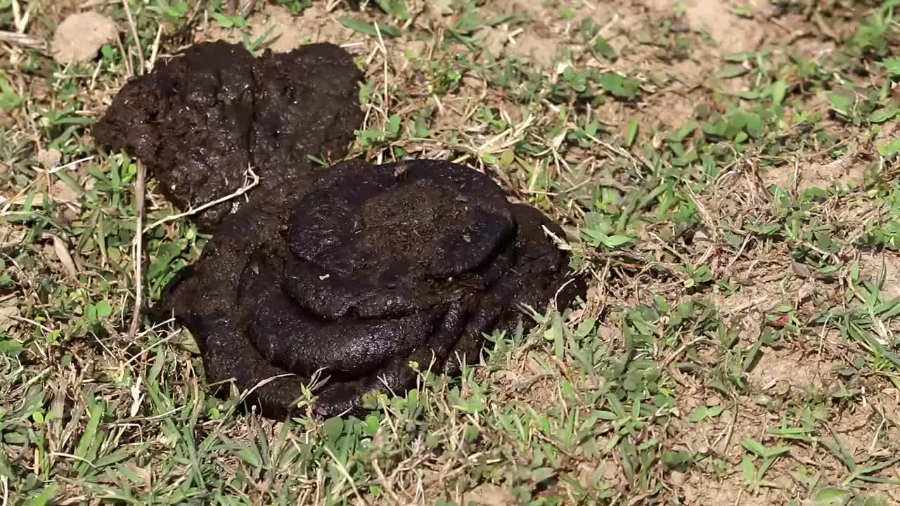 分离在地上的牛粪或牛粪，也称为牛粪视频下载