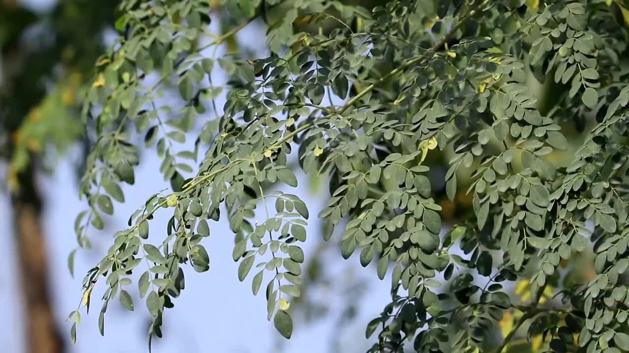 辣木树或带叶子的鸡腿树，也被称为辣根树，阿育吠陀草药树视频下载