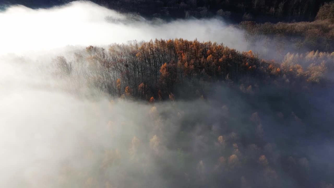 时间流逝，阳光在森林与雾视频下载