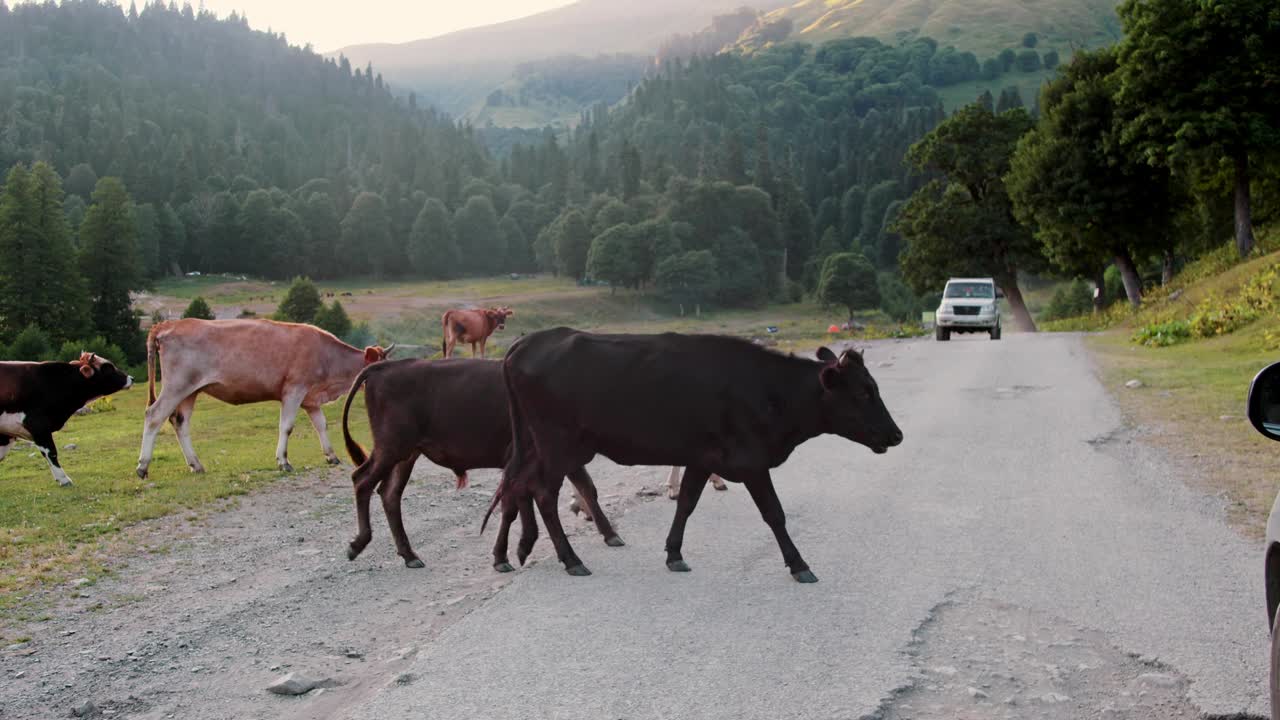 一群牛穿过山路视频素材