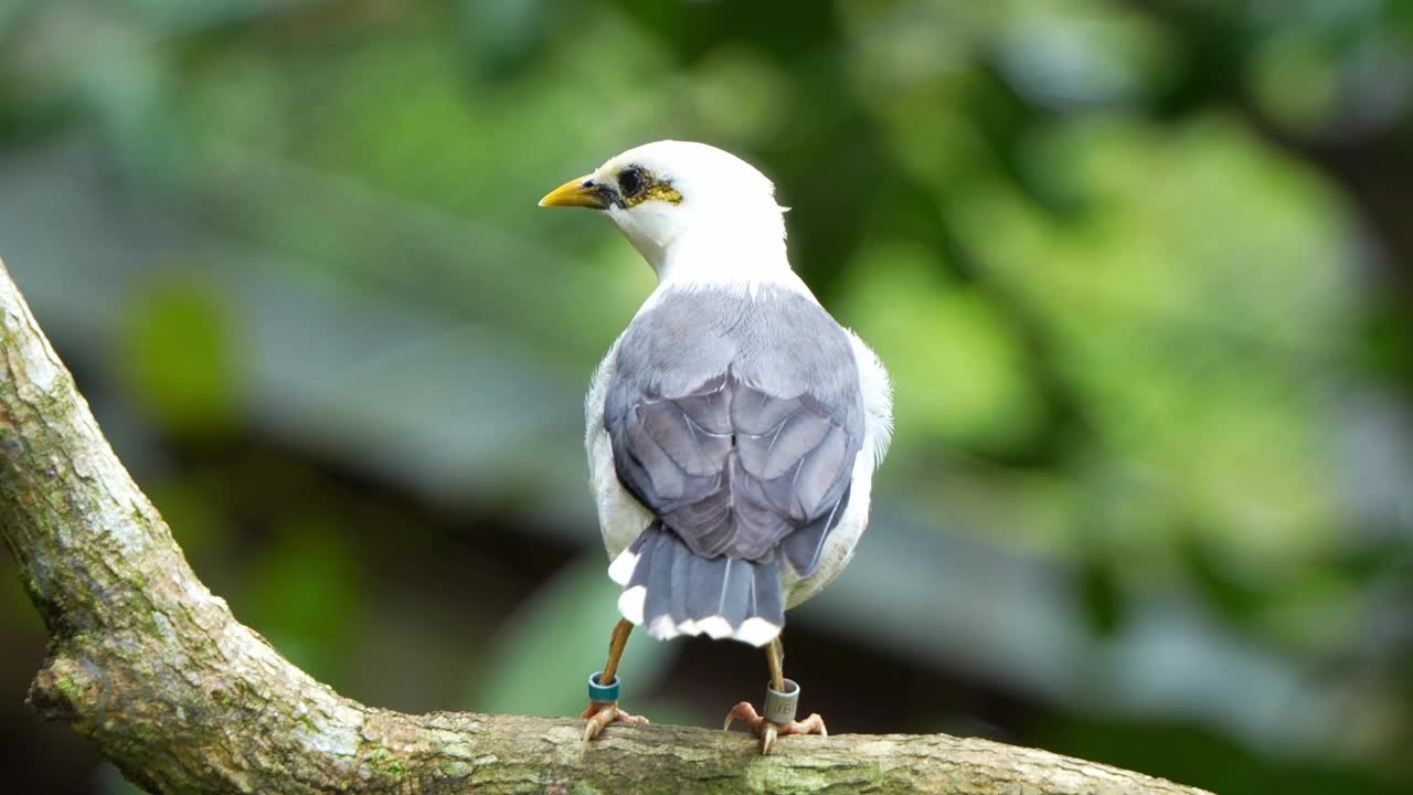 黑翼八哥，acridoses melanopterus，栖息在森林中的树枝上，环顾四周，展开翅膀，飞走了，这是一种濒临灭绝的鸟类的特写镜头。视频素材