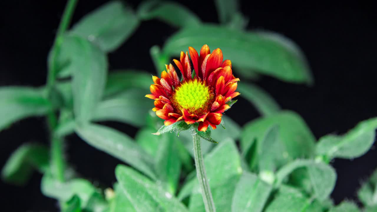 黑色背景上的红花盖拉迪亚开花，美丽的毯花植物开花特写镜头视频素材