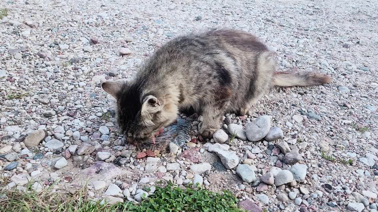 可爱的灰色流浪猫在街上吃饲料。关爱流浪动物的理念。视频下载