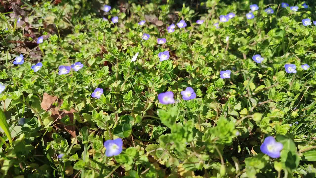 春天的草地上盛开着蓝色的小花。美丽的自然背景。阳光明媚的春天五一节。视频素材