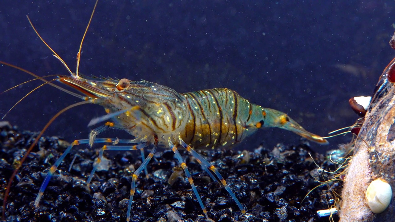 岩池虾(Palaemon elegans)，在贻贝中觅食的虾，黑海视频素材