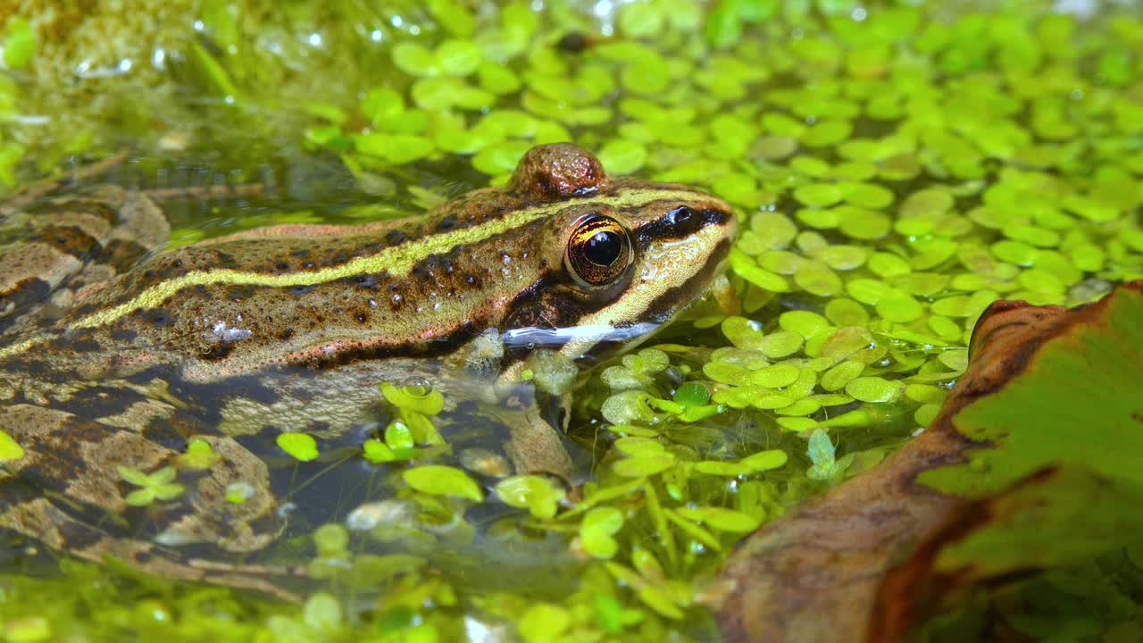 沼泽蛙(Pelophylax ridibundus)，蛙在水中浮萍之间视频素材