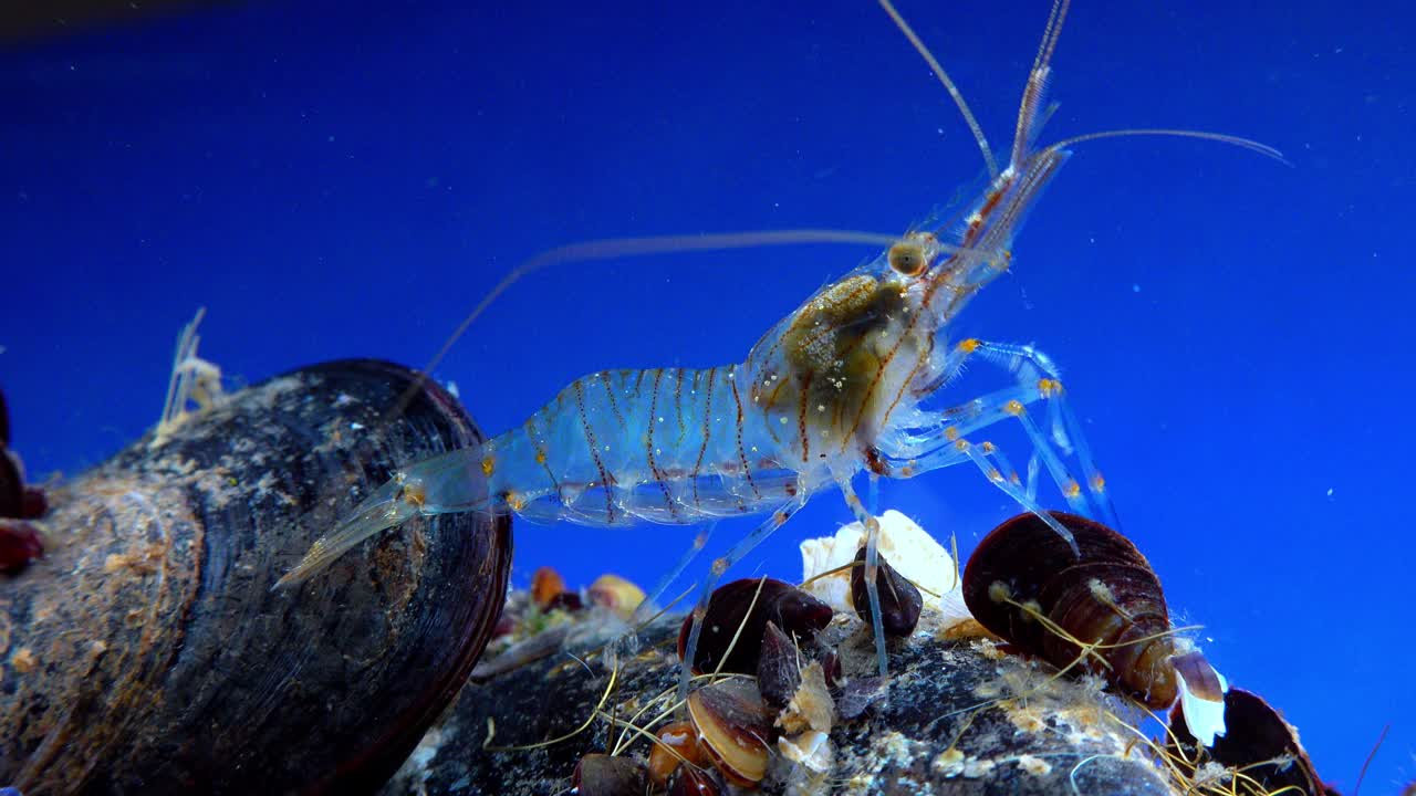 岩池虾(Palaemon elegans)，在贻贝中觅食的虾，黑海视频素材