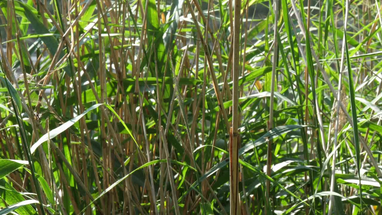 蜻蜓落在草木间的芦苇上，慢动作静止视频素材