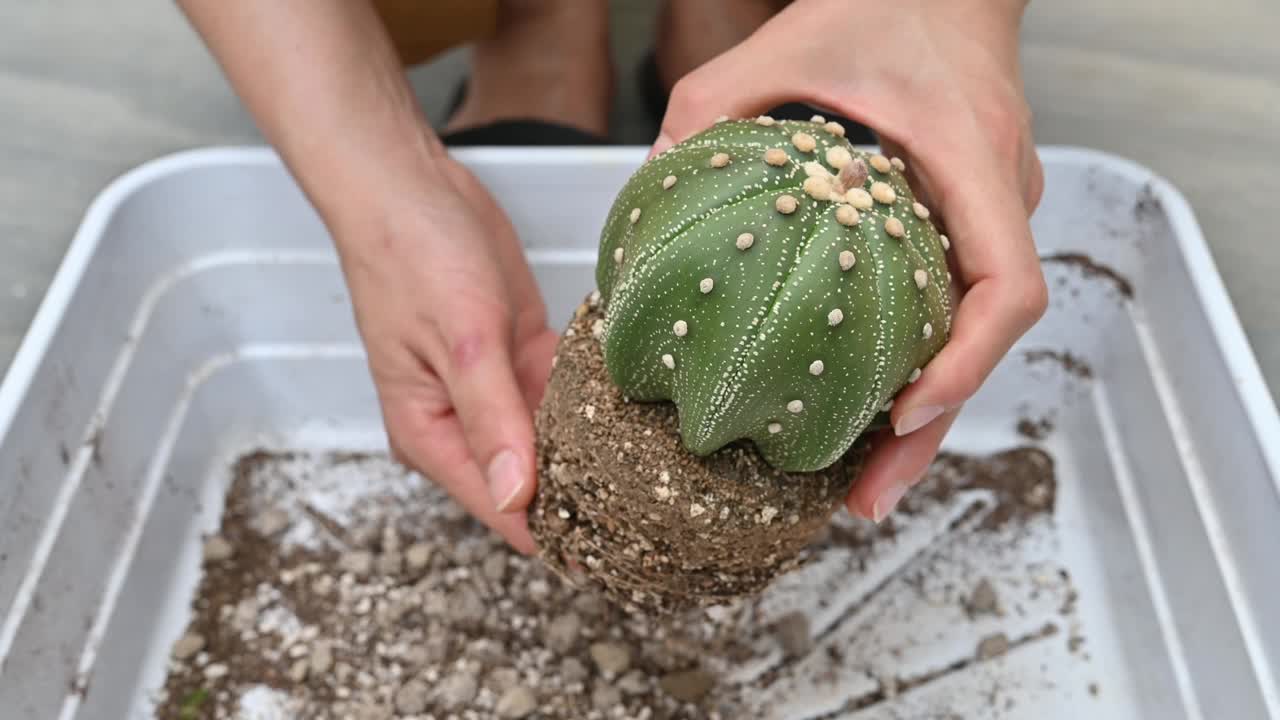 一名妇女在将Astrophytum asterias仙人掌移植到新花盆之前，正在清除旧土。视频素材