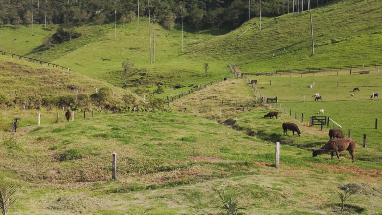 在可可谷，大羊驼和山羊聚集在草山下的围栏里，高高的棕榈树直插云霄视频素材