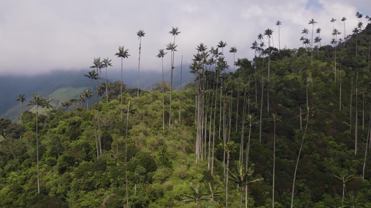 高高的椰子树耸立在哥伦比亚可可谷的热带森林山腰上，空中视差视频素材