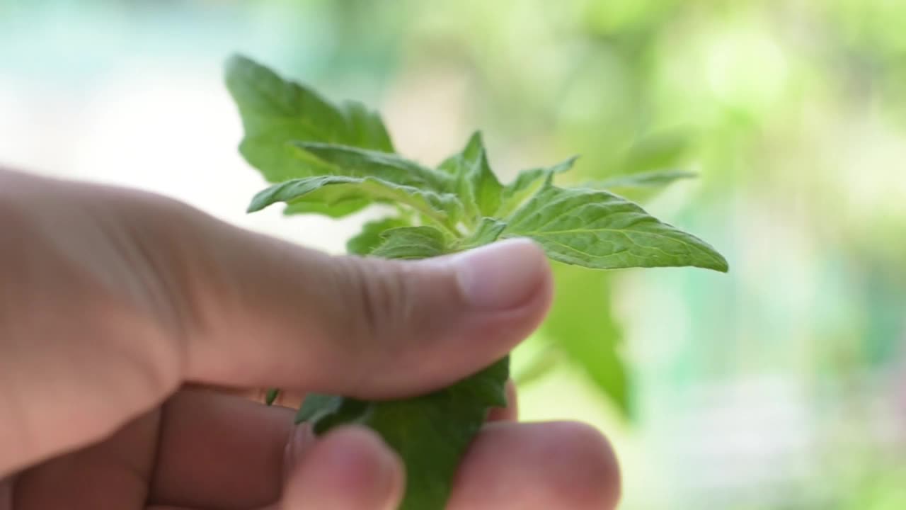 农民的手触摸番茄叶。视频素材