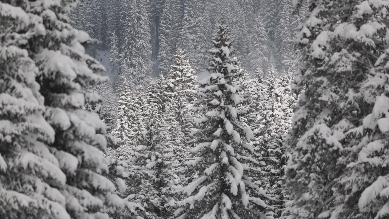 悦山冬韵。白雪覆盖的森林和冬日阳光下的树木。视频素材