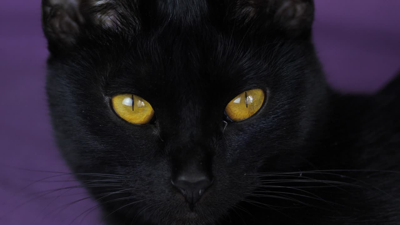 一只成年黑猫的肖像，黄色的眼睛看着镜头。宠物。神秘的象征黑猫。视频素材